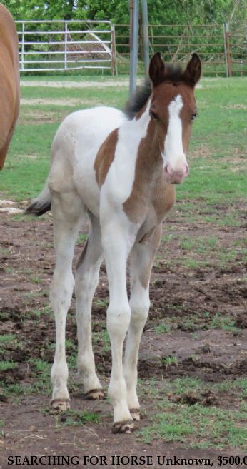 SEARCHING FOR HORSE Unknown, $500.00 REWARD  Near Conyers, GA, 30012